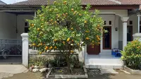 11 Pohon Buah yang Bisa Dipanen Puluhan Tahun Tanpa Ditebang, Investasi Hijau yang Menguntungkan