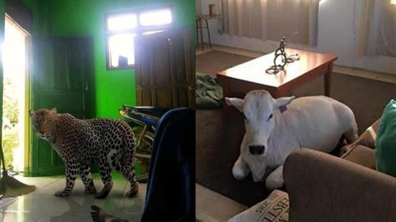 6 Potret Hewan Masuk ke Ruang Tamu Ini Bikin Pemilik Rumah Syok