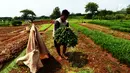 Petani memetik sayur ketika panen Kangkung di lahan garapan Banjir Kanal Timur, Cakung, Jakarta, Rabu (15/5/2019). Meski memanfaatkan lahan kosong untuk dijadikan lahan produktif, namun dengan kondisi cuaca tak menentu seperti ini kadang petani mengalami rugi. (merdeka.com/Imam Buhori)