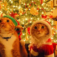 Nggak cuma manusia yang mendapatkan kebahagiaan yang berlimpah disaat Natal, para binatang pun merasakan hal yang sama.
