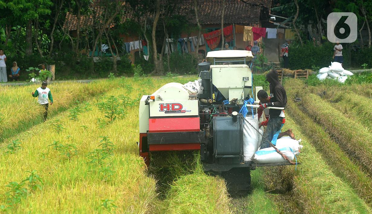 Petani memanen padi jenis IR 54 menggunakan mesin produk China di Galuh, Kulon Progo, Yogyakarta, Kamis (2/2/2020). Mesin yang disewa seharga Rp 500 ribu untuk memanen padi seluas 1.400 meter persegi itu mengefisienkan waktu, tenaga, dan modal dibandingkan tenaga manusia. (merdeka.com/Arie Basuki)