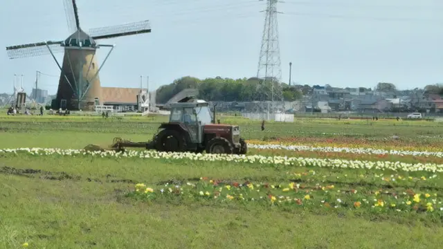 Warga Langgar Karantina Datangi Festival Bunga, 800 Ribu Tulip Dihancurkan Pemerintah Jepang
