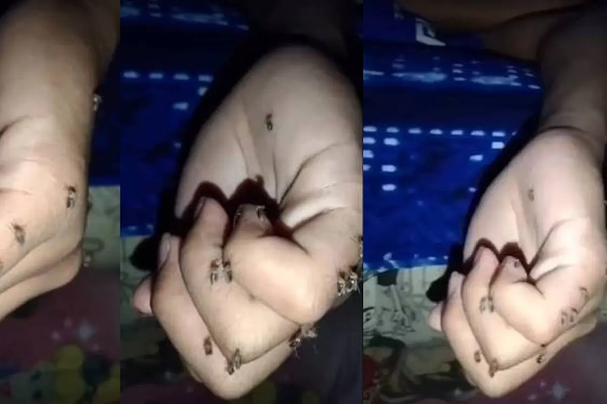 Viral, Video Orang Digigit Puluhan Nyamuk saat Tidur Ini Disebut Donor Darah