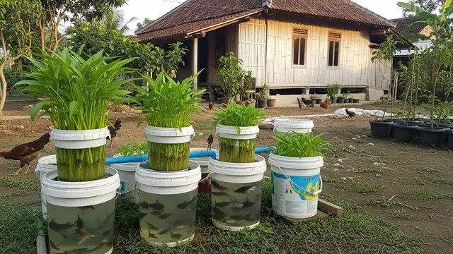Ide Aquaponik Rumahan agar IRT Bisa Panen Sayur dan Ikan Sekaligus