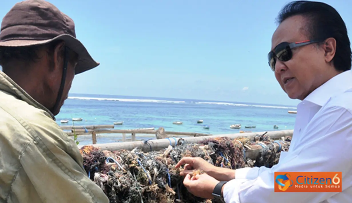 Citizen6, Kutuh: Menteri akan membantu mesin pengolah rumput laut,serta paket bantuan Pembinaan Usaha Masayarakat Desa (PUMP) sebanyak tiga paket,para-para dan gudang rumput laut. (Pengirim: Efrimal Bahri)