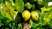 Buah carica ini banyak ditemukan di daerah dataran tinggi Dieng, Jawa Tengah. Meskipun kecil, buah carica ini menyimpan banyak manfaat.