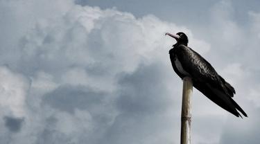 Burung Angin atau Burung Laut (Foto: Burung Laut Indonesia)