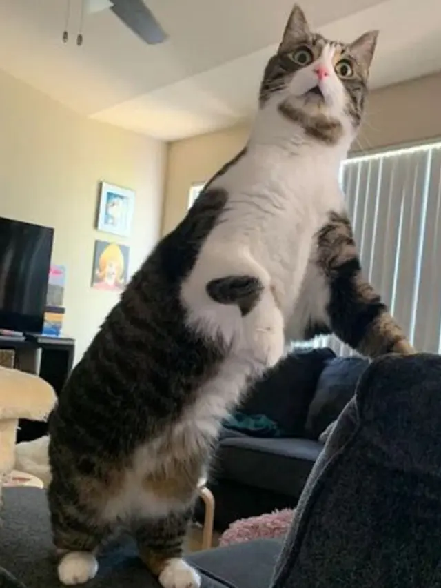 ekspresi kucing