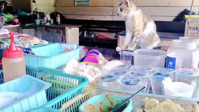 6 Aksi Kucing saat Jaga Warung Ini Lucu Bikin Geleng Kepala