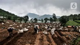 Sejumlah petani menyiapkan lahan untuk ditanami kentang di Desa Sembungan, Dieng, Jawa Tengah, 1 Juli 2021. Hampir 90 persen lahan pertanian di kawasan Dieng ditanami kentang oleh masyarakat setempat. (merdeka.com/Iqbal S. Nugroho)