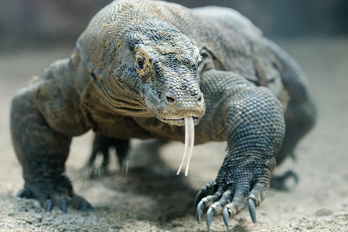 Asyik Memotret, Fotografer Asal Singapura Digigit Komodo
