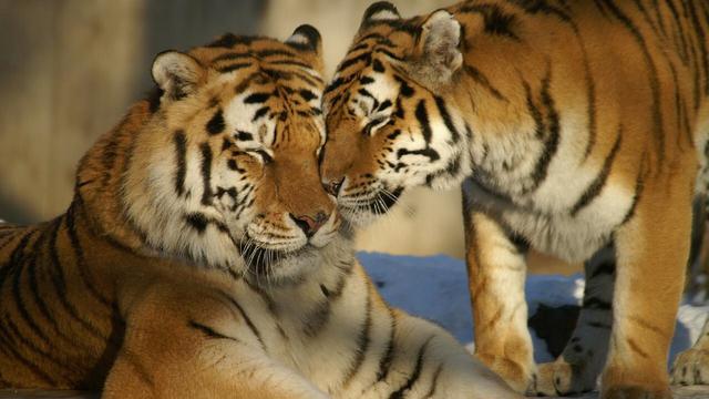 Ilustrasi dua harimau