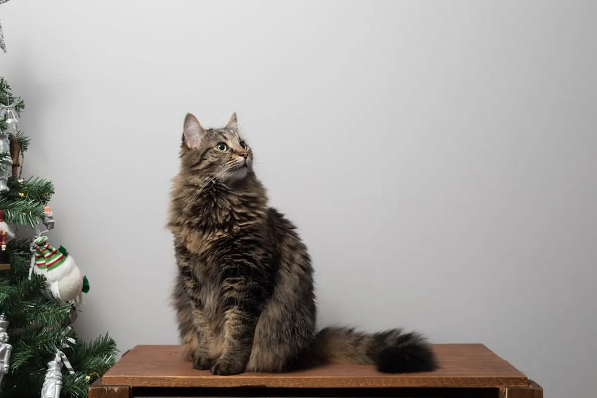 Cara Mengobati Bulu Kucing Rontok