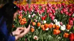 Seorang wanita memotret bunga tulip di taman Kastil Pralormo di Pralormo, dekat Turin (11/4/2022). Setiap tahun kastil Pralormo menjadi tuan rumah acara "Tuan Tulip" di taman Inggris. (AFP/Marco Bertorello)
