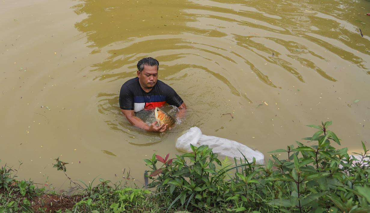 Salah satu peternakan arwana adalah Royal Red Arowana Farm di Jasinga, Bogor, Jawa Barat. Berawal dari hobi memelihara satu hingga dua ekor arwana, sang pemilik, Jhon Hendri, kemudian mengembangkan usaha ini di lahan seluas satu hektare. Kawasan Jasinga dipilih karena kondisi air dan udaranya mendekati habitat asli arwana di Kalimantan, sehingga ideal untuk proses pembesaran dan pembiakan. Tampak dalam foto, peternak menangkap ikan pada kolam besar di Farm Royal Red Arowana yang terletak di kawasan Jasinga, Bogor, Jawa Barat, Sabtu (15/11/2025). (merdeka.com/Arie Basuki)
