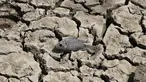 Bangkai Ikan yang mati akibat kekeringan di danau Choursiyavas, Rajasthan , India 2 Juni 2016. Gelombang  panas yang melanda India saat merupakan salah satu yang parah. (REUTERS / Himanshu Sharma)