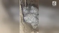 Hewan langka ini tak sengaja ditemukan warga di dalam terowongan.
