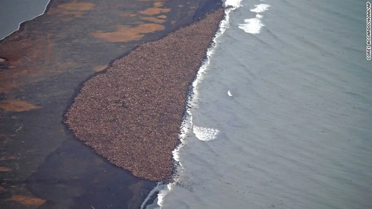 Suhu Laut Memanas, 35 Ribu Anjing Laut Naik ke Daratan**