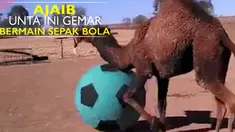 Video peristiwa unik saat seekor unta gemar bermain sepak bola di peternakan.