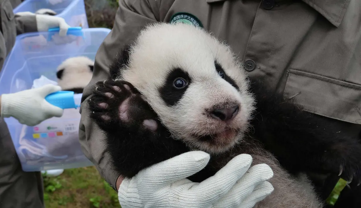 Petugas memegang anak-anak panda di Bifengxia Base of China Conservation and Research Centre of the Giant Panda di Wenchuan, provinsi Sichuan, China (13/10). Laju kelahiran Panda sedang ditingkatkan di China. (AFP Photo/Str/China Out)