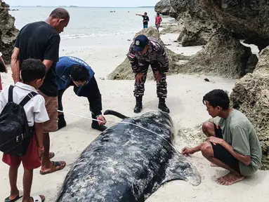 Sebuah foto yang diambil pada 10 Maret 2026 menunjukkan seorang petugas dari Kementerian Kelautan dan Perikanan Indonesia sedang mengukur tubuh seekor paus pilot yang terdampar di pantai Mbadokai, Desa Deranitan, Kabupaten Rote Ndao, Nusa Tenggara Timur (NTT), pada Senin 9 Maret 2026. 55 paus pilot ditemukan terdampar di sepanjang garis pantai Mbadokai, Desa Deranitan, Kabupaten Rote Ndao, Nusa Tenggara Timur (NTT), pada Senin 9 Maret 2026. (Foto: AFP)