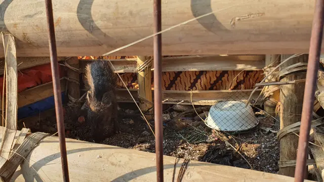 Heboh Warga Tangkap Diduga Babi Ngepet Hingga Dipotong, Ini 4 Faktanya