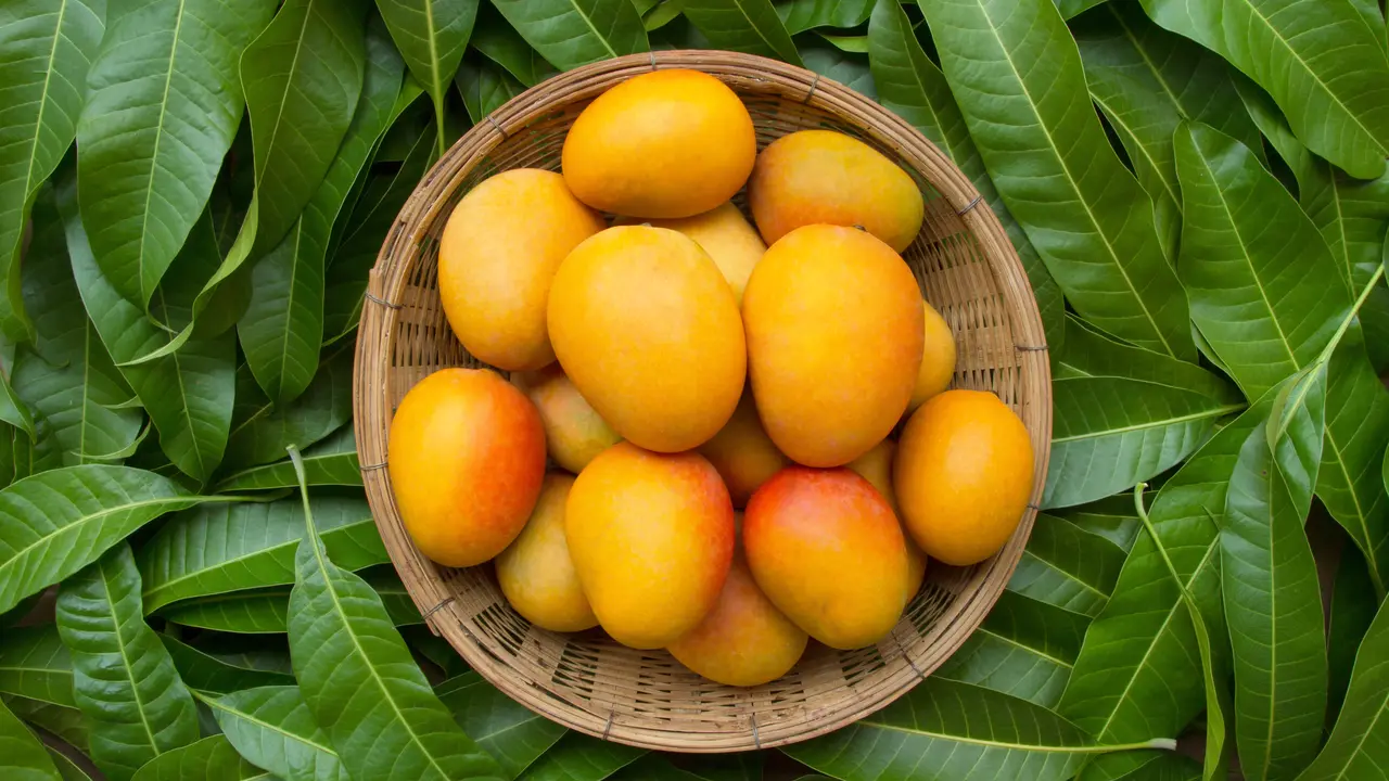 mangga