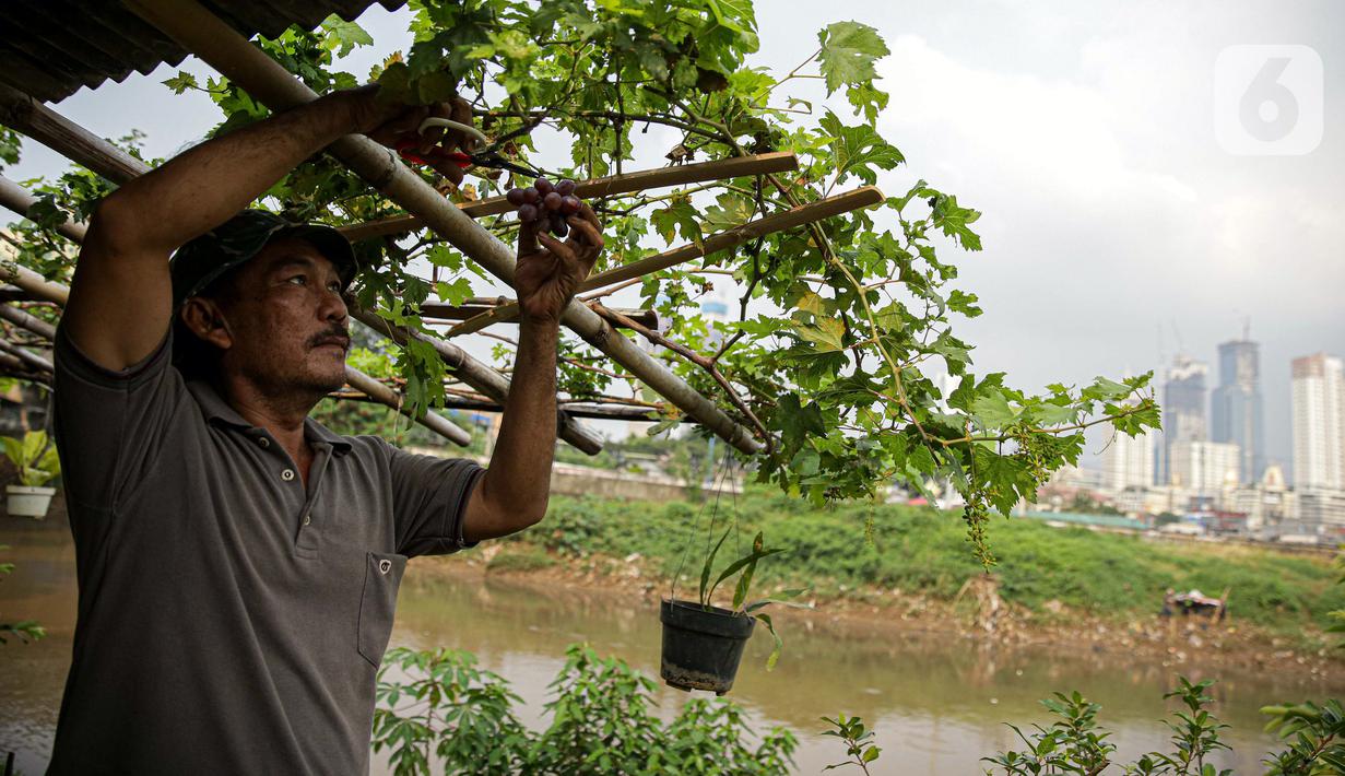 Petani memanen anggur di bantaran Kali Ciliwung, Petamburan, Jakarta Pusat, Senin (24/5/2021). Pemanfaatan lahan bantaran Kali Ciliwung untuk bertani bersama dilakukan sebagai upaya memenuhi kebutuhan hidup di tengah keterbatasan lahan. (Liputan6.com/Faizal Fanani)