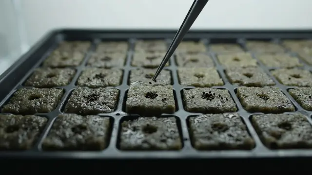 Cara Membuat Kebun Sayur Hidroponik Tanpa Pipa untuk Pemula