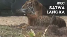 Kemunculan Berisi memang menjadi perhatian, apalagi jumlah hewan ini kini hanya tinggal 250 ekor saja.