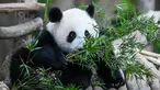 Panda betina Sheng Yi mencari makan di daun bambu di kandang panda di Kebun Binatang Nasional di Kuala Lumpur pada 25 Mei 2022. Sheng Yi yang dilahirkan pada 31 Mei tahun lalu kini berada dalam keadaan sehat dan telah mencapai berat melebihi 27 kilogram. (AFP/Mohd Rasfan)