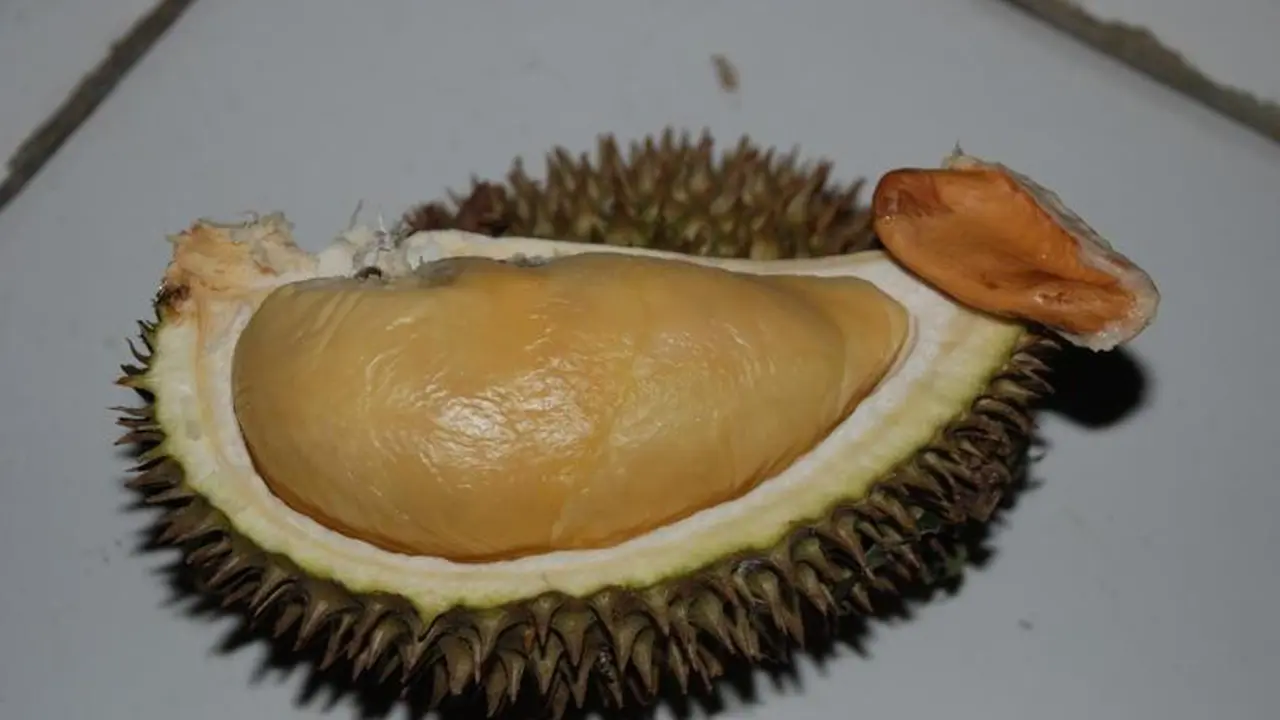 [Bintang] Durian Terong