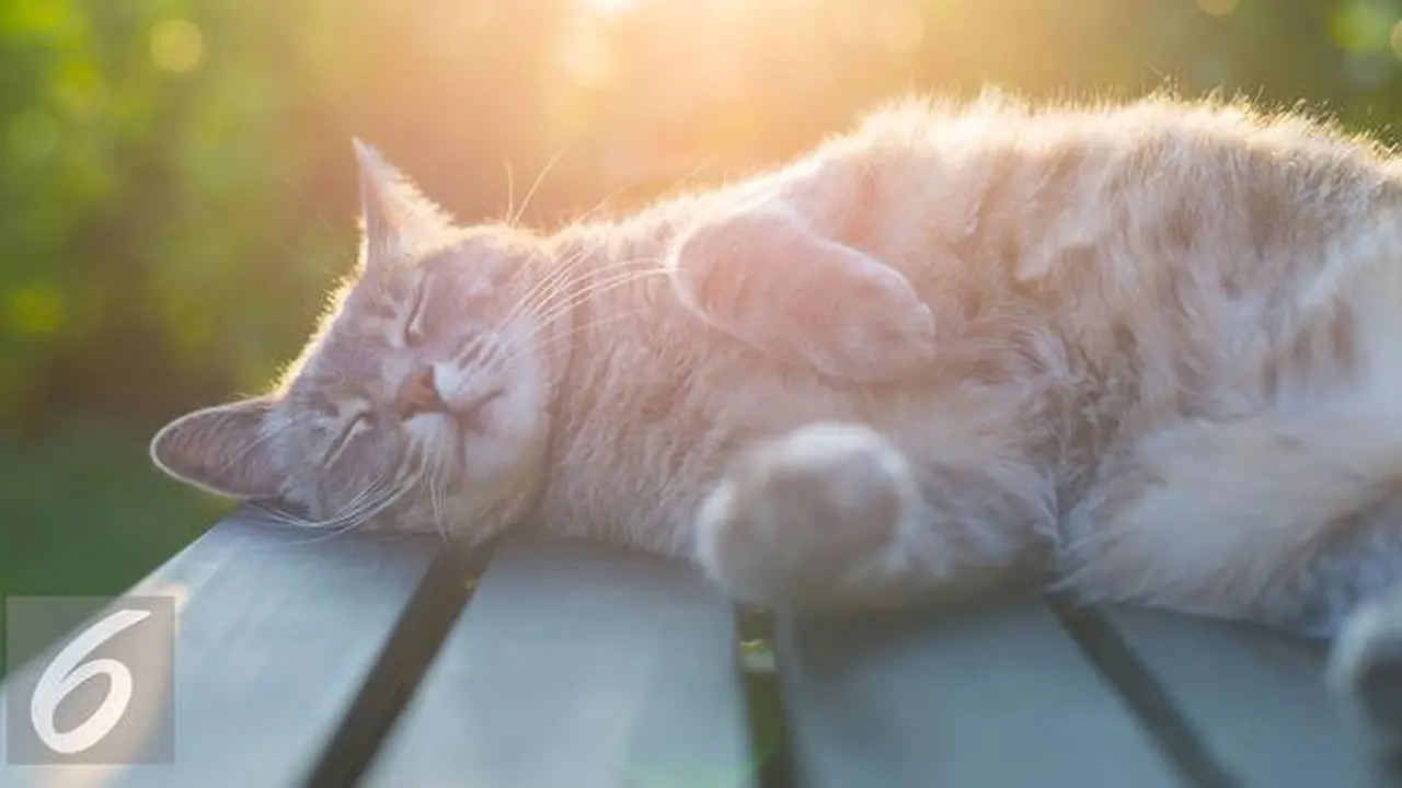 20160330-Ilustrasi-Kucing-iStockphoto