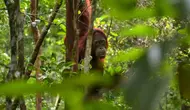 15 Fakta Orangutan Indonesia, Hewan Cerdas Penghuni Hutan Tropis
