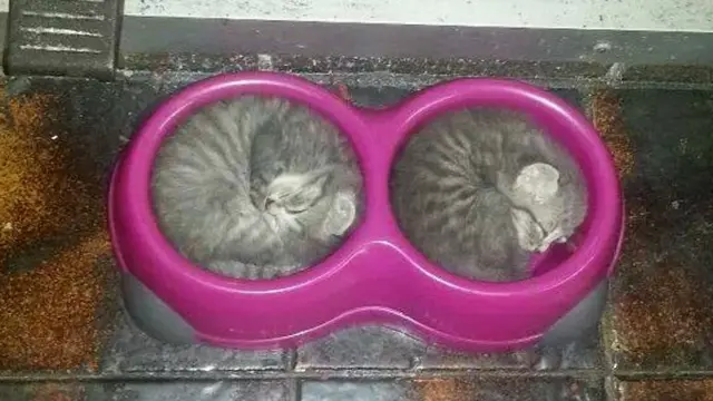 kucing tidur