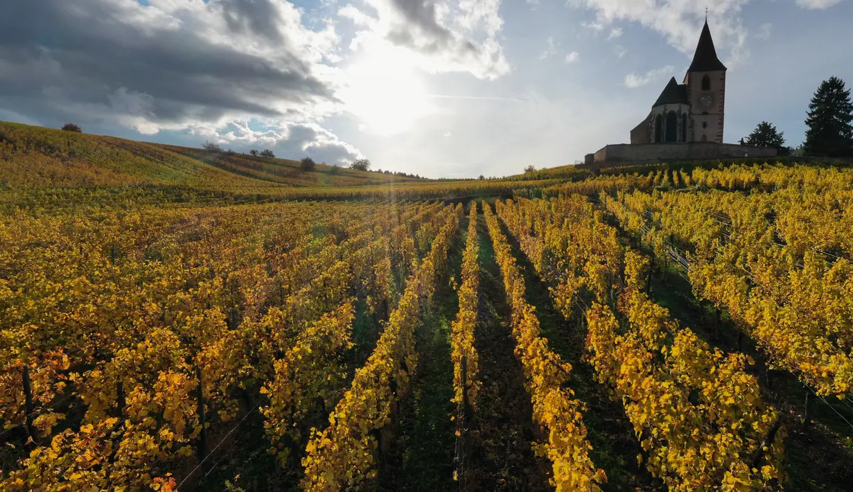 Pemandangan udara ini gereja Saint-Jacques-le-Majeur yang dikelilingi kebun anggur Alsace saat musim gugur di Hunawihr, Prancis timur, pada 26 Oktober 2021. Saat memasuki pertengahan bulan Oktober, daun-daun akan berubah warna menyajikan pemandangan musim gugur yang memesona. (SEBASTIEN BOZON / AFP)