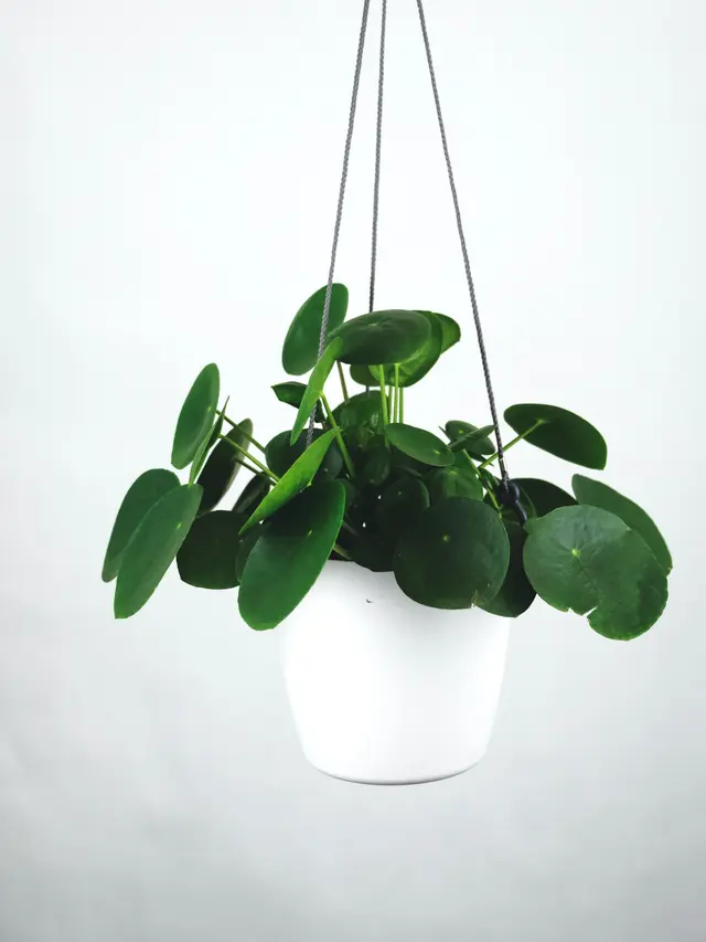 Pilea