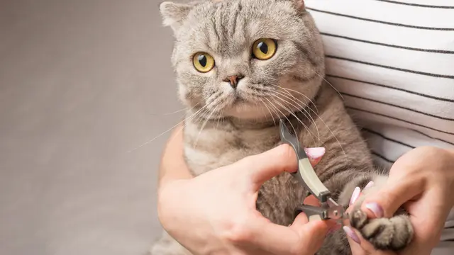 Memotong Kuku Kucing