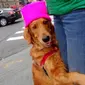 Loubie, seekor anjing golden retriever memiliki kebiasaan unik saat diajak berjalan-jalan sore, yaitu memeluk kaki orang asing, penasaran?