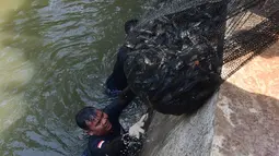 Kegiatan ini menghasilkan tangkapan lebih dari tiga ton ikan sapu-sapu dengan melibatkan sejumlah personel di lapangan. Tampak dalam foto, Petugas Penanganan Prasarana dan Sarana Umum (PPSU) mengangkat jaring berisi ikan sapu-sapu di kawasan Setu Babakan, Jakarta Selatan, Jumat (17/4/2026). (merdeka.com/Arie Basuki)