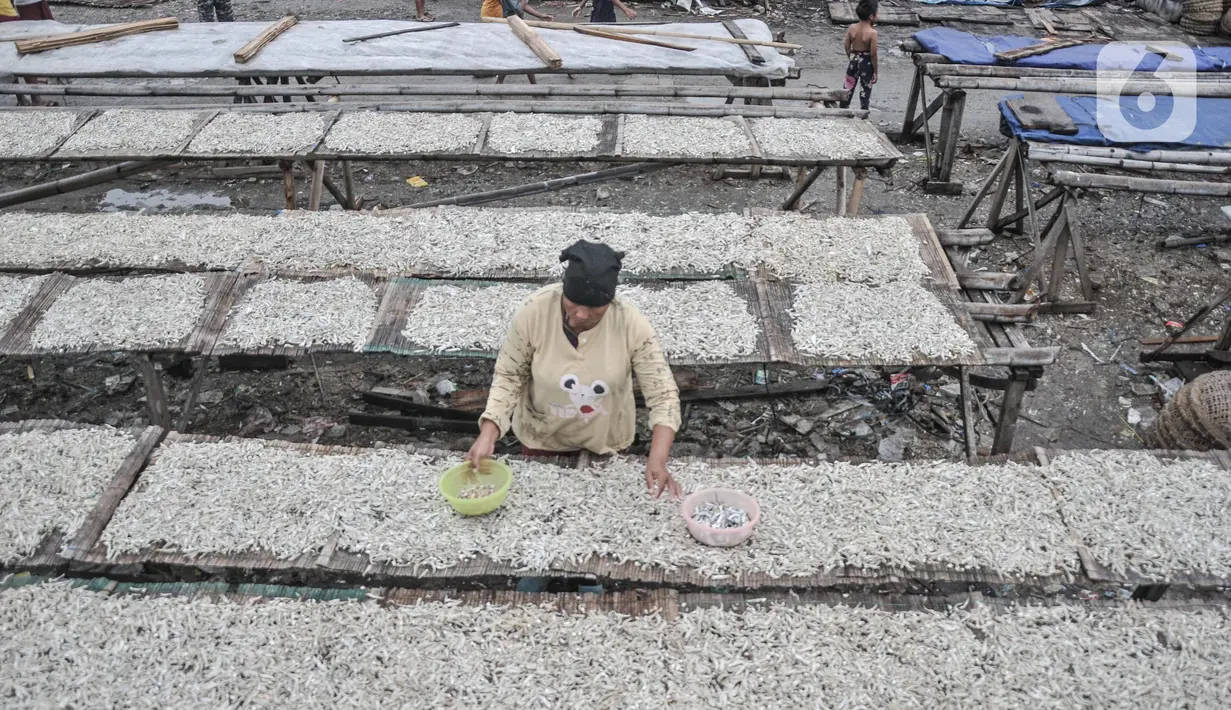 Pekerja saat menjemur ikan asin di kawasan pesisir Cilincing, Jakarta Utara, Minggu (12/6/2022). Saat ini harga ikan asin dijual Rp8.000 per kilogram dari sebelumnya Rp15.000 per kilogram. (merdeka.com/Iqbal S. Nugroho)