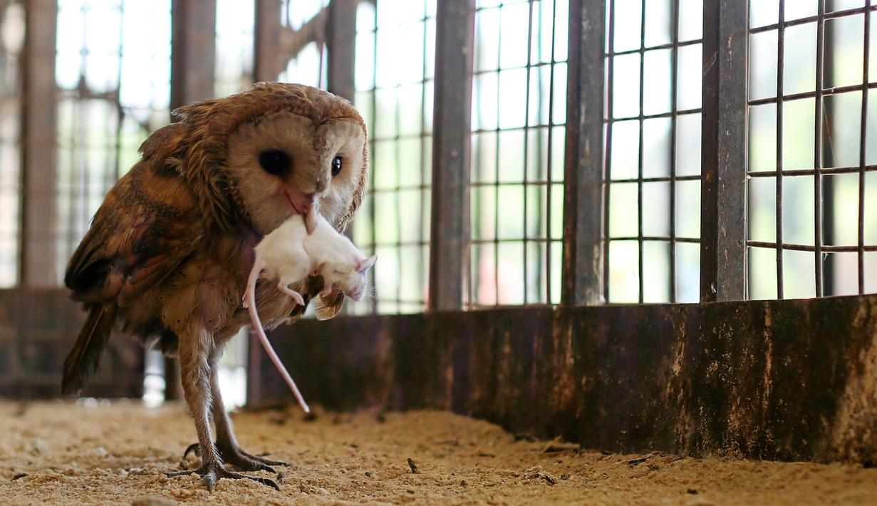 Seekor burung hantu tampak memakan tikus di kebun binatang, Giza, Mesir, 28 April 2016. Kebun binatang ini awalnya adalah pekarangan yang mana pemiliknya suka memelihara binatang-binatang liar. (REUTERS / Mohamed Abd El Ghany)