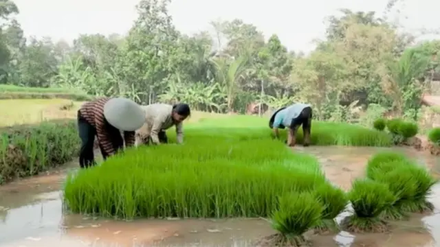 [Fimela] Narji ke sawah