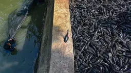 Salah satunya di saluran PHB Setu Babakan, Jagakarsa, Jakarta Selatan. Tampak dalam foto, Petugas Penanganan Prasarana dan Sarana Umum (PPSU) menjaring ikan sapu-sapu di kawasan Setu Babakan, Jakarta Selatan, Jumat (17/4/2026). (merdeka.com/Arie Basuki)