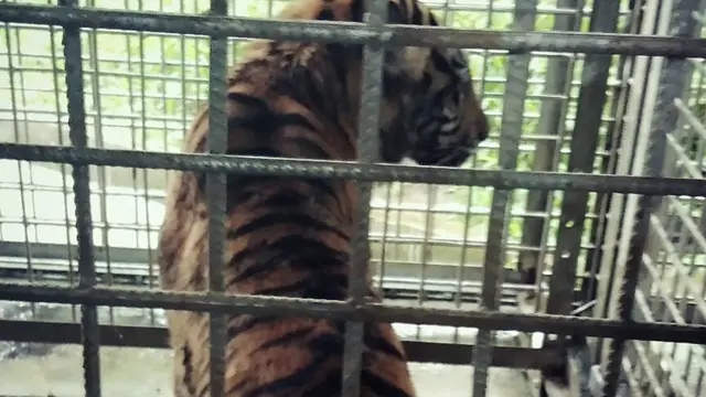 Harimau Bonita