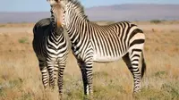 Hewan-hewan  ini menciptakan ilusi optik karena keunikan mereka masing-msng