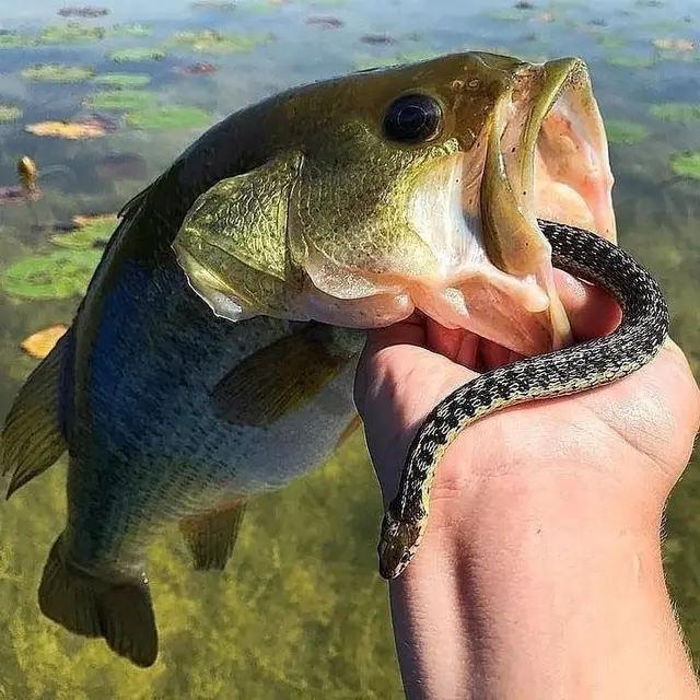 6 Potret Tangkapan Hasil Mancing Ini Bikin Mata Melotot