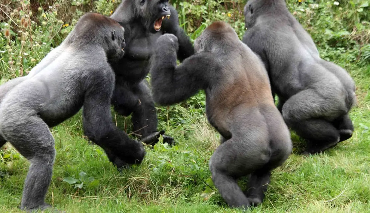 Empat gorila berkelahi saat merebutkan tomat untuk sarapan di Kebun Binatang Paignton, Devon (3/10/14). (Dailymail) 