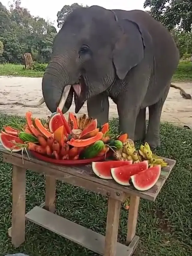 Keberadaan Gajah Togar di Pusat Latihan Gajah (PLG) Minas, Riau, yang didukung PT Pertamina Hulu Rokan