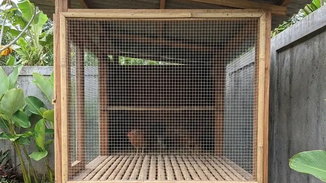 Kandang Ayam Minimalis yang Tidak Bau dan Mudah Dibersihkan